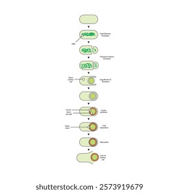 Diagram of stages of endospore formation - Septum, cortex, coat formation and lysis - simple schematic microbiology illustration.