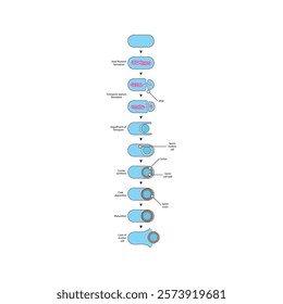 Diagram of stages of endospore formation - Septum, cortex, coat formation and lysis - simple schematic microbiology illustration.