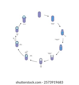 Diagram of stages of endospore formation - Septum, cortex, coat formation and lysis - simple schematic microbiology illustration.