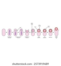 Diagram of stages of endospore formation - Septum, cortex, coat formation and lysis - simple schematic microbiology illustration.