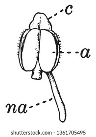 A diagram of Stamen from a Viola tricolor describing anther, Nectarial appendage of stamen and Connective, vintage line drawing or engraving illustration.