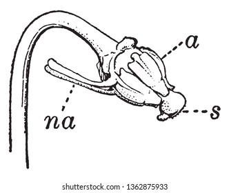 A diagram of Stamens and pistil from a Viola tricolor describing anther, Nectarial appendage of stamen and stigma, vintage line drawing or engraving illustration.