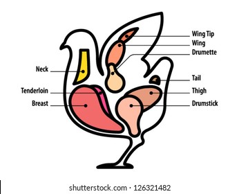 Diagram: standard poultry cuts.