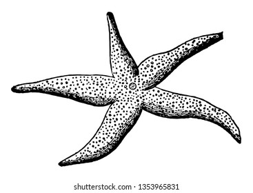 Diagram of a Starfish whose organization is much less complete than that of most other animals vintage line drawing or engraving illustration.