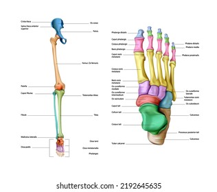 Diagramm der Struktur der Knochen eines menschlichen Beins auf weißem Hintergrund. Vektorgrafik 3D-Illustration