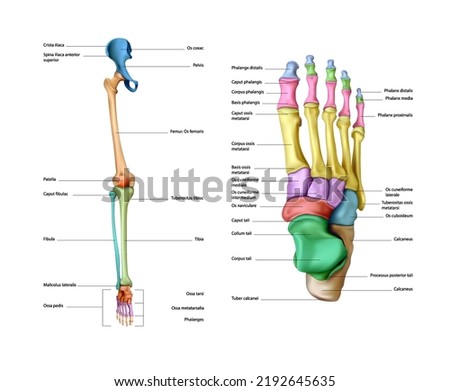 Diagram of the structure of the bones of a human leg on a white background. Vector 3D illustration