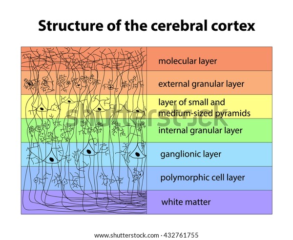 Diagram Structure Cerebral Cortex Vector Illustration Vector De Stock Libre De Regalías