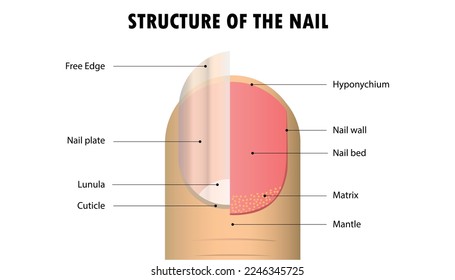 diagram of the structure of a human nail 