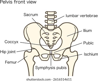 Diagram of the structure of the human pelvis and hip joint