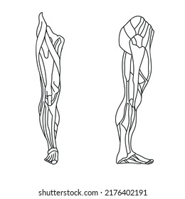 Diagram Structure Muscles Adult Leg Vector Stock Vector (Royalty Free ...