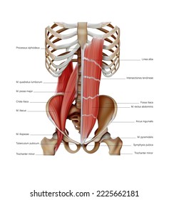 Diagram of the structure of the muscles of the human body on the bones. Vector 3D illustration