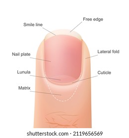 diagram of the structure of the nail
