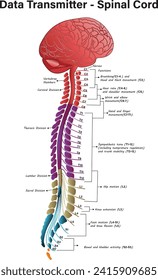 Diagram and Structure of Spinal Cord, data transmitter spinal cord, Spinal Cord – Anatomy, Structure, Function, and Spinal Cord Nerves