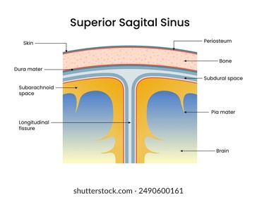 Diagram of Superior Sagital Sinus