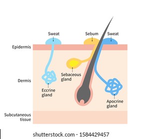 diagram of sweat and sebaceous gland. Human skin layer illustration for medical and health care use