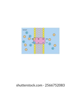 A diagram of Symport transport via a membrane - simple schematic illustration. skeletal structure diagram. compound molecule scientific illustration.