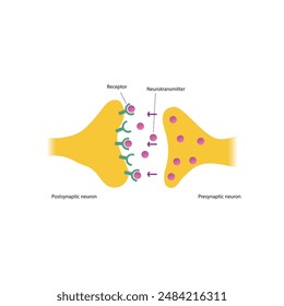 Diagram of synapse - post and presynaptic, neurotransmitter and receptor - simple scematic illustration.