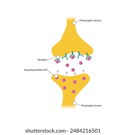 Diagram of synapse - post and presynaptic, neurotransmitter and receptor - simple scematic illustration.