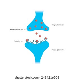 Diagram of synapse - post and presynaptic, neurotransmitter and receptor - simple scematic illustration.