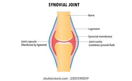 Diagram of the Synovial joint