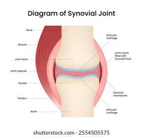 Diagram of the Synovial Joint