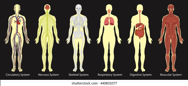 Diagram of systems in human body illustration