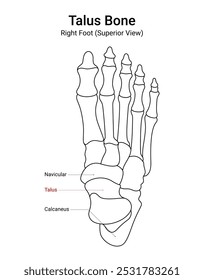Diagrama da Vista Superior do Pé Direito do Osso do Talus