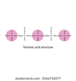 Diagram of Teichoic acid segment made of phosphate, glycerol, and a side chain - schematic molecular structure illustration. skeletal structure diagram. compound molecule scientific illustration.