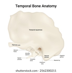 Diagram of Temporal Bone Anatomy