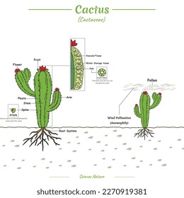 A diagram that showing about structure of cactus and pollination process.
vector, ready to use, ready to print.
Can be used for topics like biology or education poster.