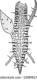 Ein Diagramm, das die Verteilung von interzellulären Räumen entlang einer Pflanze, Vintage-Linie Zeichnung oder Gravitation Illustration andeutet.