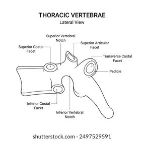 Diagram of Thoracic Vertebrae Lateral View in Line Art