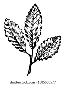 A diagram of three long, broad with 18-20 lobes leaves, vintage line drawing or engraving illustration.