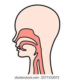 The diagram of the throat structure isolated on white background