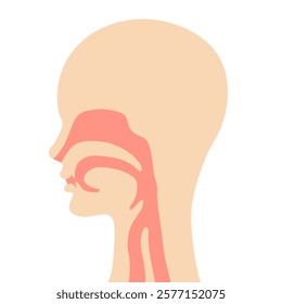 The diagram of the throat structure isolated on white background