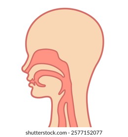 The diagram of the throat structure isolated on white background