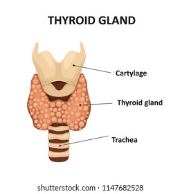 Diagram of thyroid gland