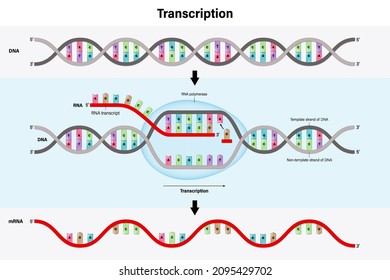 Diagram of Transcription. DNA directed synthesis of RNA. 