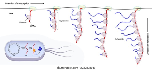 Diagram of transcription and translation in bacteria. Prokaryotic cell. Genetic code.