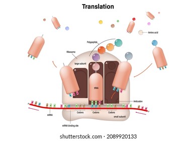 Diagrama de la traducción en células procariotas. RNAm. Ribosome. ARN. Polipéptido. 