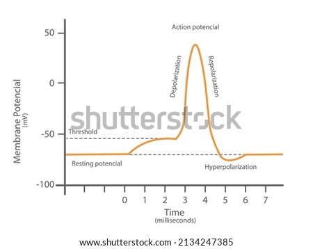 Diagram of a transmission of a nerve impulse. Relation to the membrane voltage over time.