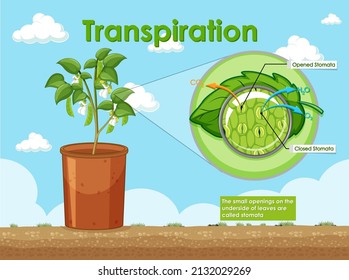 2,608 Transpiration by plants Images, Stock Photos & Vectors | Shutterstock