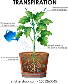 Plant Transpiration Images Stock Photos Vectors Shutterstock