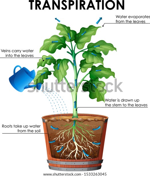 Diagram Transpiration Plant Water Illustration Stock Vector (Royalty ...