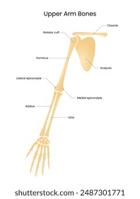 Diagrama de los huesos superiores del brazo