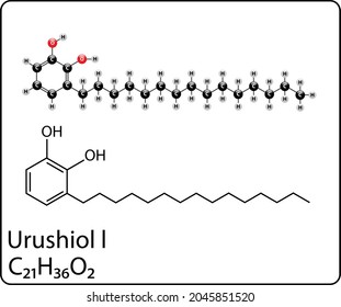 Diagram Of The Urushiol Molecule