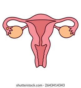 Diagrama do útero e ovários na fase folicular do ciclo menstrual. Mostra desenvolvimento de folículos e crescimento do revestimento endometrial, usados na educação em saúde