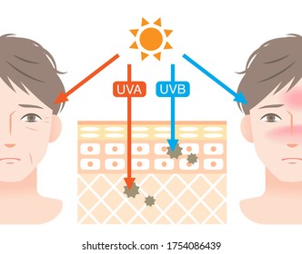 diagram of uva and uvb  penetration into human skin with man’s face. Beauty and health care concept
