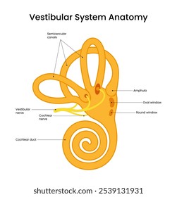 Diagram of Vestibular System Anatomy