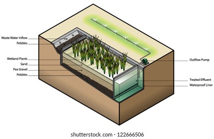 Diagram: waste water treatment using wetland plants / reed bed.